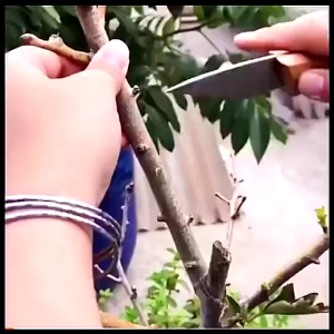 Grafting Tape PVC Plant Grafting Tools Self Adhesive Silk Film Bind Belt Grafting Garden Tools