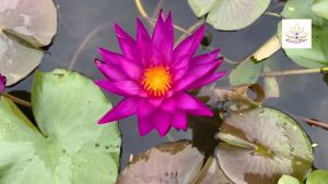 บัว ISG ทีเทคทีฟ เอริกา