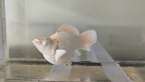Balloon Molly Sakura fish with orange spots in aquarium tank.