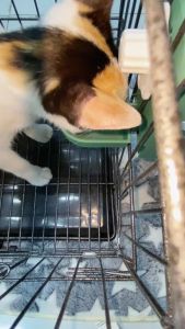 Bình nước gắn chuồng cho chó mèo tự động Bát ăn gắn chuồng