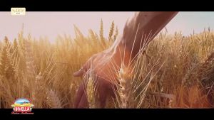 Divella Pizza Flour (Farina) 1Kg. แป้งฟาริน่าสําหรับทําพิซซ่า 1 กิโลกรัม