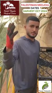 Experience the Authentic Flavor of Palestine with Premium Medjoul Dates by Baitul Maqdis | Fresh Jumbo & Large Sizes | 500g 1Kg & 5Kg