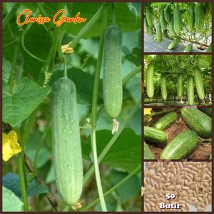 BIJI/BENIH TIMUN LALAP HIJAU BERBUAH LEBAT GENJAH F1