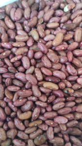 Kacang Merah Jogo (red kidney bean) 250gr dan 500gr