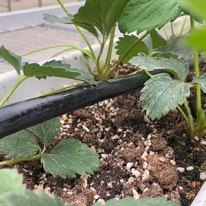 [JAPAN] Drip Irrigation Hose Tape 16mm20/30/40 spacing （No holes）500/1000m Soaker Irrigation Farm Garden Hose tape