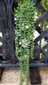 Daun Juntai Tear Of Love Motif Melinjo Plastik Tanaman Hias Indoor Pot Bunga Artificial