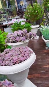 Cup-Shaped Flower Pot: Balcony Garden Planting Guide