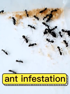 500ml Ant Killer Spray Termite Killer Household Effective Insect Control Safe And Non-Toxic Ant Killer Spray Fast-Acting Cockroaches Ants and Bedbugs