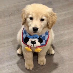 Petone dOrage | Cute Cartoon Dog Cat Scarf Bandana 1