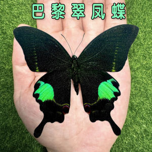 Đồ Trang Trí Mẫu Bướm Paris Butterfly Original Bướm Thực Tế Đồ Trang Trí Giáo Dục Cho Trẻ Em Quà Tặng Khoa Học Về Côn Trùng Tự Nhiên Đã Phơi Cánh