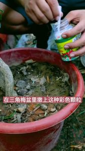 ปู่สูตรเร่งผลดก เร่งดอก ดอกดก ปู่ปลูก พลัสละลาย ช้า 100 กรัม 100% บำรุงต้น ปู่ออสโมโค้ท ขนาด เร่งดอกมะนาว เร่งดอกพริก ปู่น้ำทางใบค้างคาวดี ใบ เพิ่มใบ ปู่พลูกดก ปู่ดอกเดียว เร่งดอกมะเขือ ใบใหญ่หนาเขียวเข้มมันเงา ปู่สูตรเร่งผลดก เร่งดอก ดอก