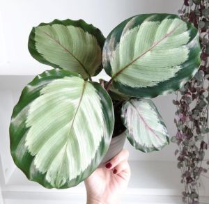 Tanaman Hias Calathea Corona Import Calatea Cynthia