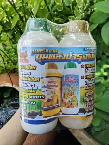 (ชุดเสริมงาม)ขุมพลังบำรุงพืช ตราเต่ามังกรแคลเซียม โบรอนแมกนีเซียม กรดอะมิโน โปรตีนพืช กรดฮิวมิค ช่วยผสมเกสร ลดการหลุดร่วง กระตุ้นราก ฟื้นฟูดิน ขนาด 1 ลิตร x 2 ขวด