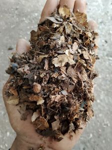 ใบก้ามปูหมักร่อน 10 กก. 250 บาทจัดส่งฟรี