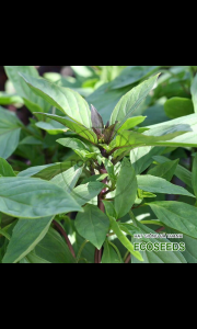 [EcoSeeds] Hạt Giống Rau Húng Quế (Rau Quế) Việt Á - Sinh Trưởng Kháng Bệnh Tốt Cây Cao 25 - 30cm - Gói 5g