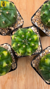 Gymnocalycium Mihanovichii. ID: Busarrakam/ Chubby Gymnocalycium Variegated / Live Cactus / Succulent