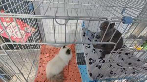 Thảm lót chuồng cho Chó Mèo có dây buộc 4 góc chống trượt - Love pets shop