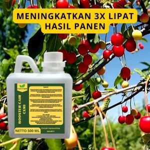Pupuk Pelebat Ceri / Pupuk Buah Ceri / Pupuk Booster Ceri / Pupuk Ceri