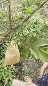 [จัดส่งตลอด 24 ชั่วโมง] ถุงห่อผลไม้ ถุงกระดาษคาร์บอน 100 ใบ ขนาด 20x30 ซ.ม. 2 ชั้น กันน้ำ กันแมลงและนก แข็งแรงทนท ได้เป็นอย่างดีาน ถุงห่อฝรั่ง คาร์บอนขนาด ถุงห่อมะม่วงชุนฟงแพค ป้องกันแมลงวันทอง ช่วยให้ผลไม้มีสีและผิวส