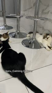 PAWSONA Cat Calming Series | Spray 100ml | Diffuser Refill | Collar | Reduce Stress Anxiety Scratching Feline Pheromone Helps Calm and Control Behaviour | Urine Spraying Marking | Tenang Kucing Stress Cakar Ganas Kencing Merata