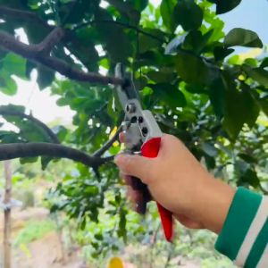 Bộ dụng cụ làm vườn dụng cụ nông nghiệp cây cảnh bonsai (kéo cắt cành nhật bản cao cấp kéo tỉa dúc cưa lách cưa gập cưavokong) dụng cụ nông nghiệp tùng lâm