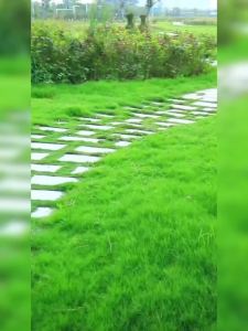 进口草坪籽蓝标黑麦草种籽多年生矮生耐寒四季常青绿化护坡草种子