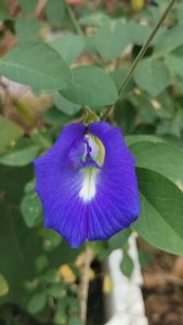 BENIH BUNGA TELANG (50 BIJI PER PACK) / 50 PCS BLUE PEA ( BLUEBELLVINE ) SEEDS