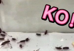 Harmless Insect Repellent & Cockroach Gel Killer: A Comprehensive Guide