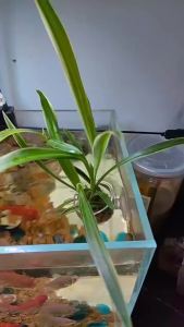 Acrylic Aquatic Plant Cup Aquarium Fish Tank Glass Plant Pot with suction holder Feeding Container Stand for Aquarium Lanscape