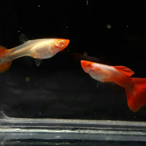 Albino Koi Guppy (pair)