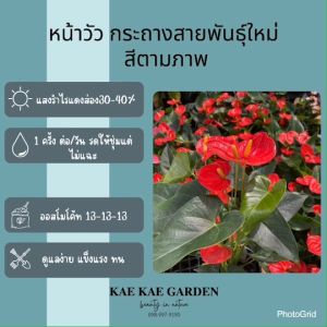 ดอกหน้าวัวหรือดอกหน้าวัว มีความหมายที่ว่าความรักที่มั่นคงและอดทน