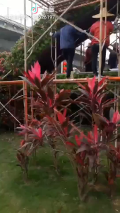 【Local Warehouse】9/36/72Holes Wall Mounted Planting Bag Hanging Vertical Pouch Grow Bag Wall Garden Planter Hangers Outdoor Indoor Flowers Growing Container Pots Hanging Planting Bag Green Grow Container Bag Wall Mounted Planter Vertical Garden Vegetable