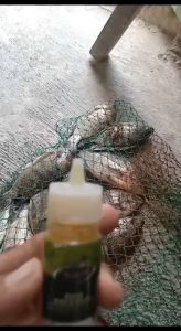 Essen Lumut Tsurikami Nila dan Mujair