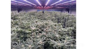 50L Coco Perlite Mix 70/30 Premium Coco Peat