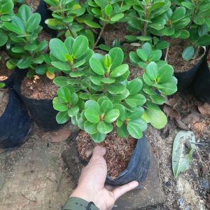 BIBIT BONSAI BERINGIN BERINGIN KOREA / TANAMN BONSAI BERINGIN