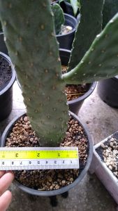 โอพันเทีย คอนโซเล่ รูบิเซนส์ Opantia Consolea Rubesence