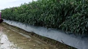 BENIH CABE CABAI KERITING HIBRIDA KIYO F1 10 GRAM CAP MUTIARA BUMI