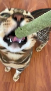 Monsterpet Freeze Dried Cat Grass Meaty Chew - pet treats cat treats cat food