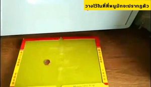 กาวดักหนู แน่นๆ ซื้อ1แถม10 กาวดักหนู ปลอดสารพิษและปลอดภัย กาวดักหนูุ เหนียวหนึบพิเศษ ติดทน กาวดักหนู ถาด กาวนำเข้าจากเยอรมัน กระดาษหนาขึ้นใหญ่ขึ้นเก็บได้นาน