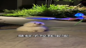 2in1 Electric Rechargeable Mosquito Swatter Racket Fly Swatter Killer with LED & Stand Raket Membunuh Nyamuk Elektrik 充电电蚊拍