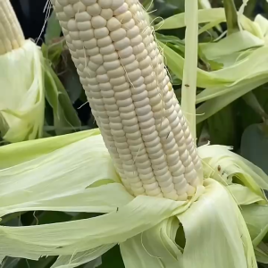 เมล็ดข้าวโพดเมล็ดข้าวขาวผลไม้ใหญ่พิเศษผงฟูรสชาติเข้มข้นสารสกัดจากเมล็ดข้าวโพด e - e - ink เหนียวเหนอะหนะ