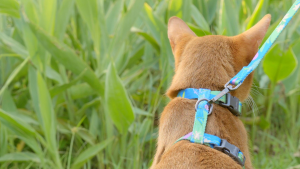 (PetThem by HICC PET) Cat Harness & Leash Set | Adjustable Cat Walking Harness | Soft Comfortable & Lightweight Cat Vest Harness | Secure Fit for Everyday Outdoor Walks