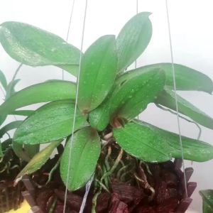 1 LÍT DỊCH GE nha đam chăm sóc lan giải độc ra rễ  hiệu quả nhà làm.