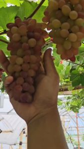 Bibit Anggur Import JUPITER ASLI 100% TERMURAH SIAP TANAM