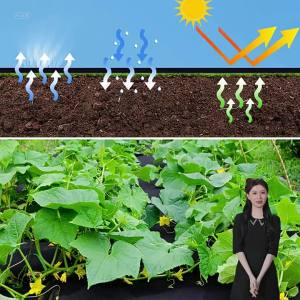 barrier ， Weeding cloth   Grass Covering Cloth   Agricultural Weeding Cloth Orchard Ground Cloth Black Plastic Film PE Grass Suppression Cloth