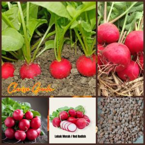 20 BUTIR BIJI/BENIH LOBAK MERAH SCARLET GLOBE RADISH