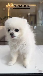 Renadog Bodypack-Moroccan Rhassoul Mud 50g สปาโคลนนำเข้าจากเกาหลี ขนาด 50 กรัม