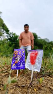 Permen Kaki Hot Hot Pop | Permen Lolipop Rasa Buah Mangga Unik Jadul