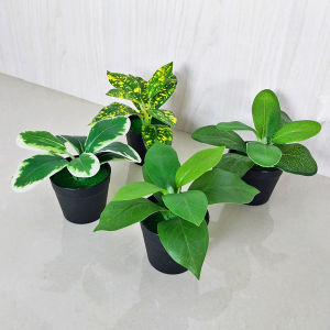 Pot Bunga Daun Hijau Tanaman Hias Plastik Import Tanaman Artificial Pajangan Dekorasi Rumah PBP56