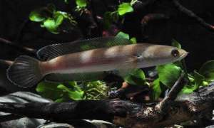 Channa Melasoma/Haruan Palas/Readystock/Freshwater/OrnamentalFish